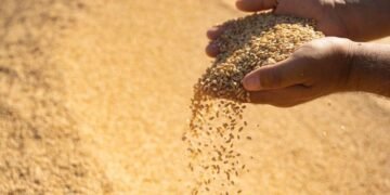 وەرزی دروێنە لە ورمێ؛ پێشبینی دەکرێت 600 هەزار…